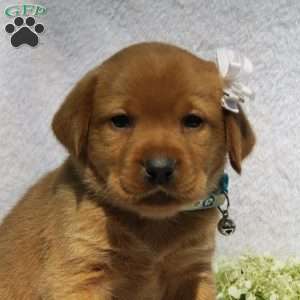 Summer Belle, Fox Red Labrador Retriever Puppy